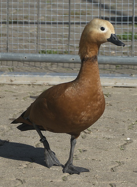 任务