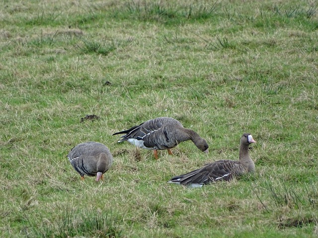 休斯敦火箭 休斯敦火箭